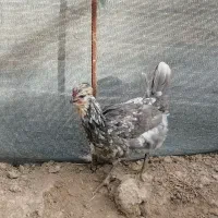 تخم مرغ نطفه دار گلین طوسی