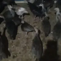 جوجه بوقلمون تاتار 38روزه