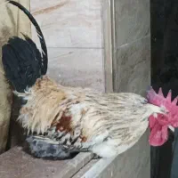 خروس بومی