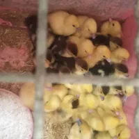 جوجه اسرائیلی