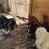 خروس کوشین اصل بنتام