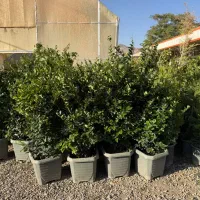 نهال گل درخت یاس هلندی قیچی خورده
