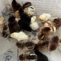 جوجه محلی