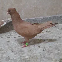 کبوتر رنگی