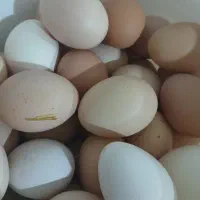 تخم مرغ طبیعی