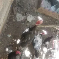 بوقلمون یک ساله ماده