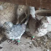 کفتر تهرانی