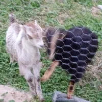 فروش کهره و بز