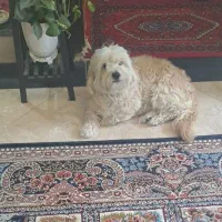 سگ خونگی
