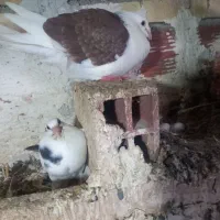 کفتر|پرنده|آشخانه, |دیوار