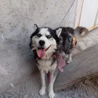سگ مالاموت هاسکی ژرمن سگ نژادی