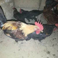 آبشار قدیم