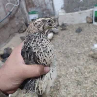 بلدرچین تخم گذار