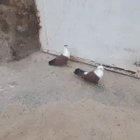 فروش نرماده کلاغ اتیشی