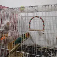 یک جفت عروس کوتوله