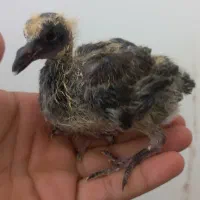 جوجه کبوتر