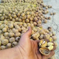 زرد ااو درجه یک