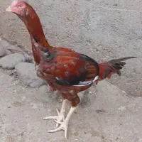لاری|حیوانات مزرعه|پره‌سر, |دیوار