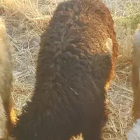 بره شیری چاق ۳ عدد