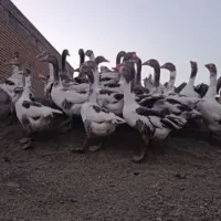 غاز محلی نژاد دار درجه یک