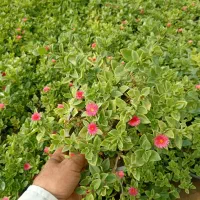 گل یخ|گل و گیاه طبیعی|مشهد, اسماعیل آباد|دیوار