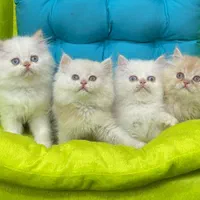 بچه گربه های سلامت و زیبا