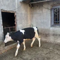 ۱راس گوساله ماده سیمنتال
