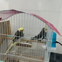 عروس هلندی