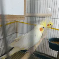 عروس هلندی