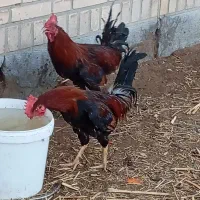 4 خروس