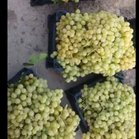 انگور شاهرودی