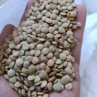 عدس ممتاز مرغوب