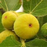 انجیر زرد تازه