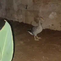 غاز