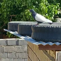 سینه ای پاک پاک