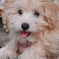 سگ پودل مالتیز