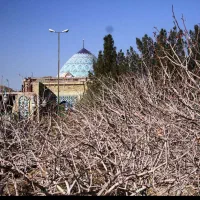 باغ پسته بفروئیه(در مجاورت امام زاده پیر بفروئیه)