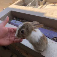 خرگوش