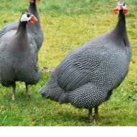 جوجه مرغ شاخدار