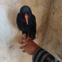 مینا نوک قرمز