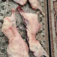کله پاک کنی
