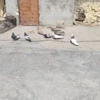 رنگی سفت|پرنده|حمیدیه, |دیوار