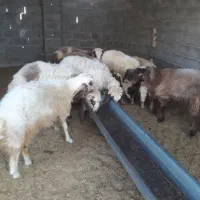 بره نر