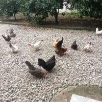 مرغ خروس مینیاتوری