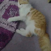 گربه|گربه|قرچک, مهدیه|دیوار
