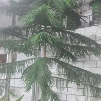 گل کاج