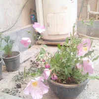 گل مغربی (باغچه ای)