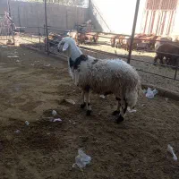 چهار راس بره قورچ