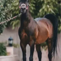 ۳ راس اسب معاوضه با گوسفند یا گوساله