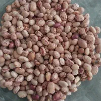لوبیا چیتی و بذر لوبیا سبز